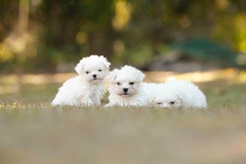 puppies_1_orig.jpg