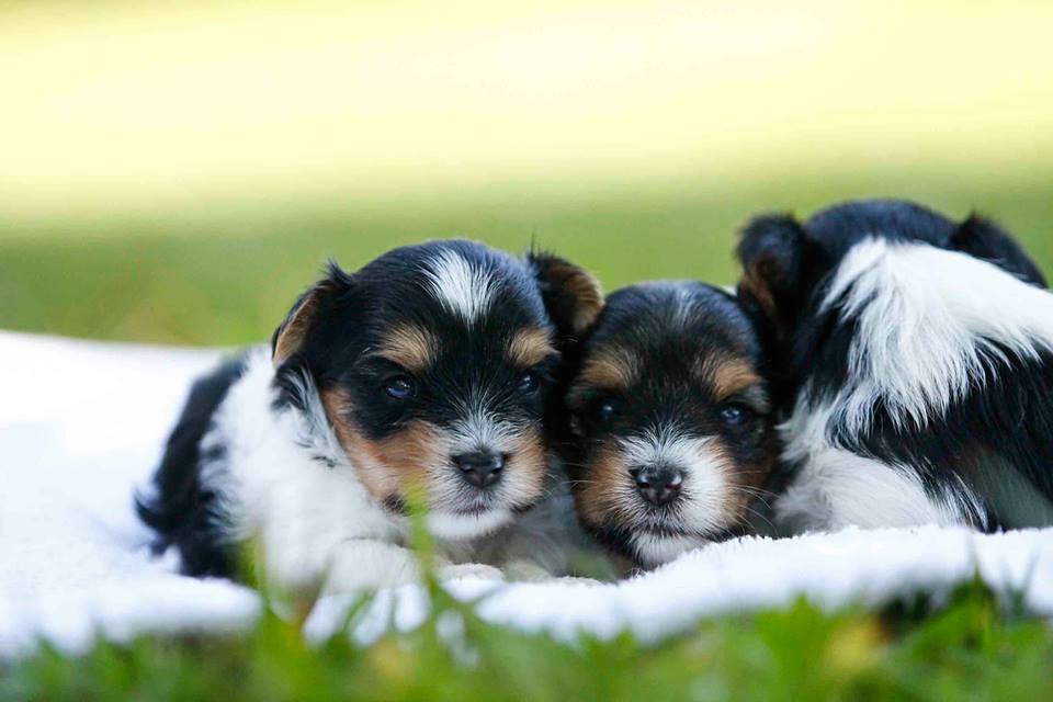 puppies2_2_orig.jpg